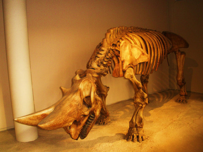 Picture 9 of The truth is that the ancestors of ancient elephants and rhinos appear to be more 'monstrous' than they are today!