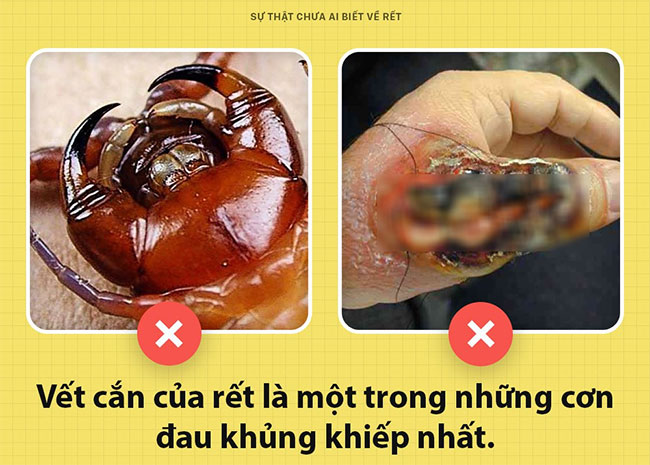 Picture 3 of The truth no one ever knew about centipedes