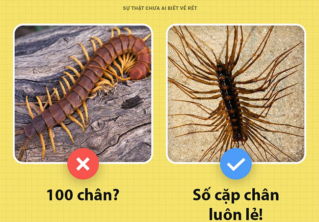 Picture 4 of The truth no one ever knew about centipedes