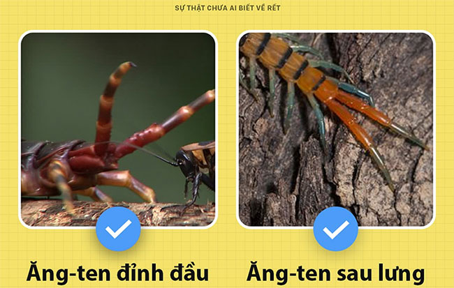 Picture 5 of The truth no one ever knew about centipedes