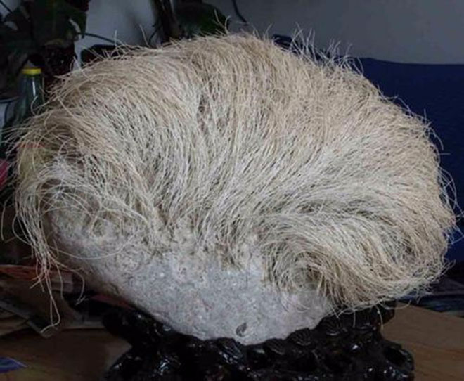 Picture 2 of The truth was startling behind the bizarre 'stone of white hair'