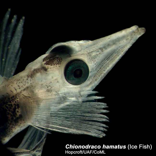 Picture 1 of The two poles of the earth have the same species of creatures