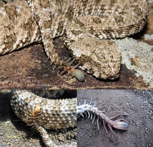 Picture 2 of The ugliest hybrid animals on Earth