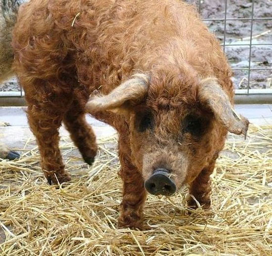 Picture 3 of The ugliest hybrid animals on Earth
