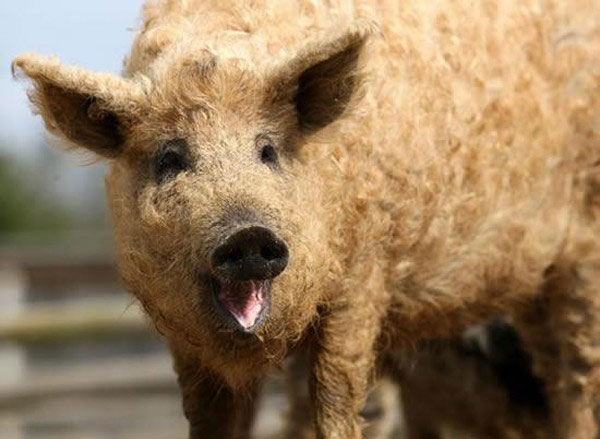 Picture 4 of The ugliest hybrid animals on Earth