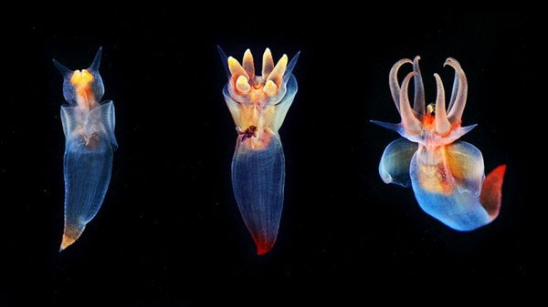 Picture 5 of The ugliest hybrid animals on Earth