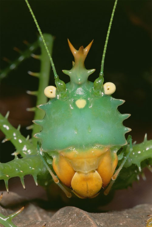 Picture 6 of The ugliest hybrid animals on Earth