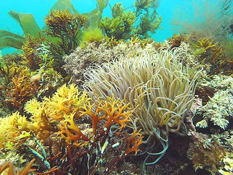 Picture 10 of The underwater photos won the 2009 award