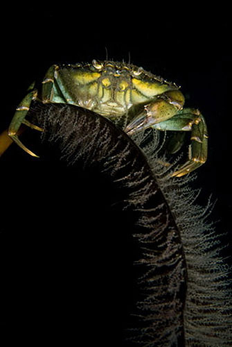 Picture 9 of The underwater photos won the 2009 award