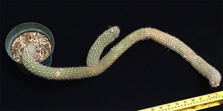 Picture 1 of The unexpected thing about the deformed cactus, worth billions of dong