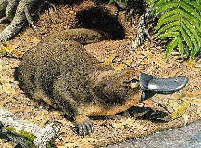 Picture 1 of The unexpected truth about platypus