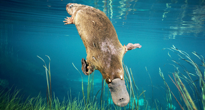 Picture 3 of The unexpected truth about platypus