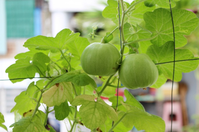Picture 1 of The unexpected truth about the familiar melon
