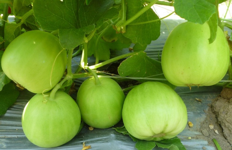 Picture 2 of The unexpected truth about the familiar melon
