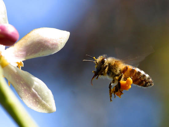 Picture 1 of The United Nations calls on the world to save bees