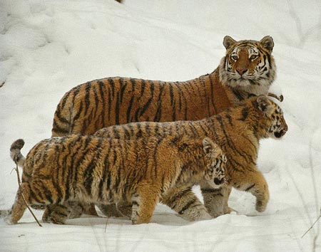 Picture 1 of The United Nations is concerned about the survival of tigers