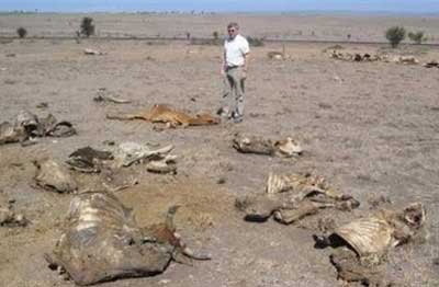 Picture 1 of The United Nations warns the world about drought in Africa