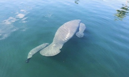 Picture 1 of The United States appears rare twin manatees