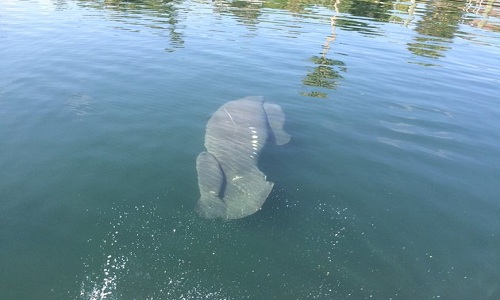 Picture 2 of The United States appears rare twin manatees