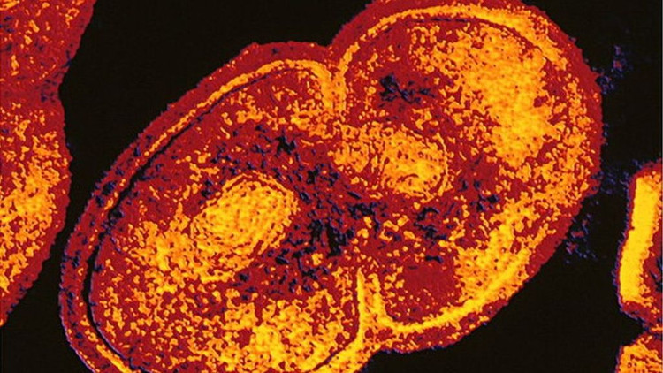 Picture 1 of The United States modulates extremely powerful antibiotics against bacteria