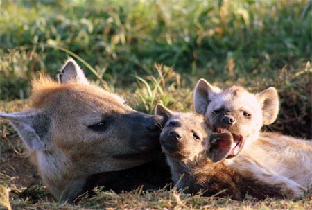 Picture 1 of The unity of hyenas