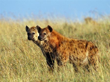 Picture 2 of The unity of hyenas