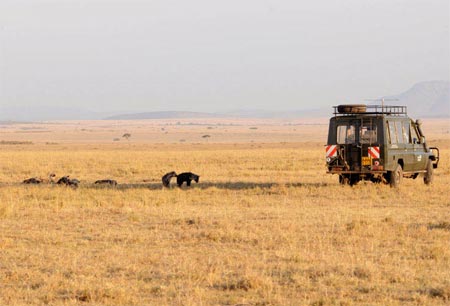 Picture 3 of The unity of hyenas
