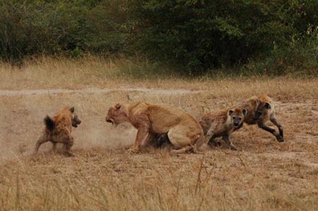 Picture 4 of The unity of hyenas
