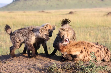 Picture 5 of The unity of hyenas