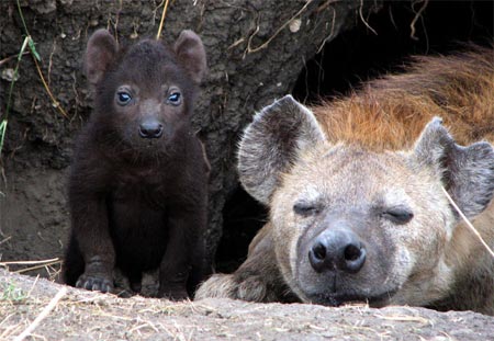 Picture 7 of The unity of hyenas