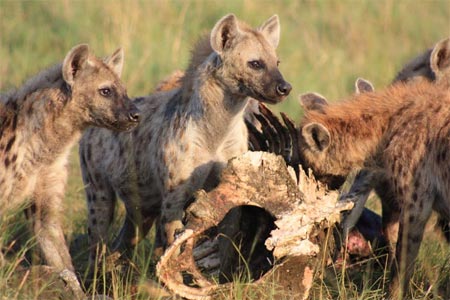 Picture 8 of The unity of hyenas