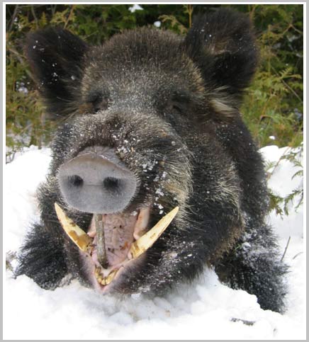 Picture 2 of The unknown things about wild boar
