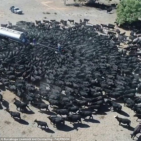 Picture 1 of The unprecedented drought in Australia creates this strange scene