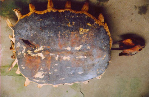 Picture 2 of The untold story about the turtle skeleton in Yen Bai and Hoa Binh