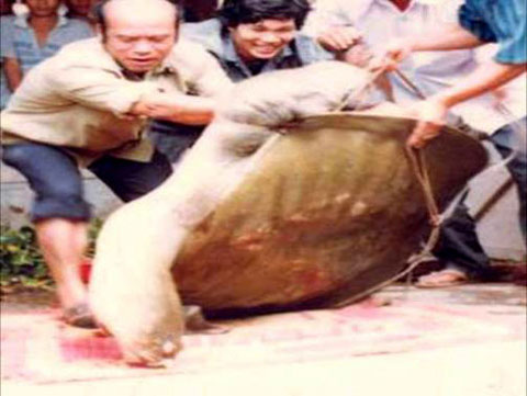 Picture 4 of The untold story about the turtle skeleton in Yen Bai and Hoa Binh