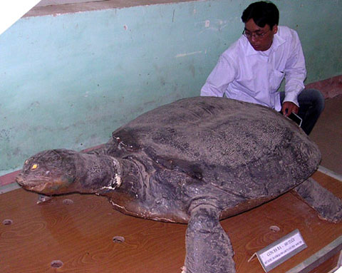 Picture 5 of The untold story about the turtle skeleton in Yen Bai and Hoa Binh