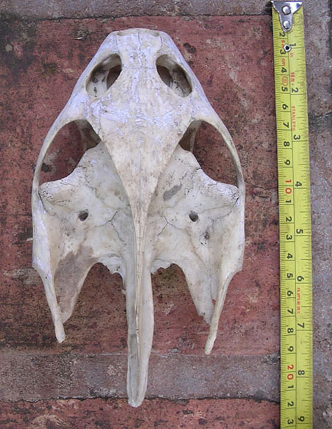 Picture 6 of The untold story about the turtle skeleton in Yen Bai and Hoa Binh