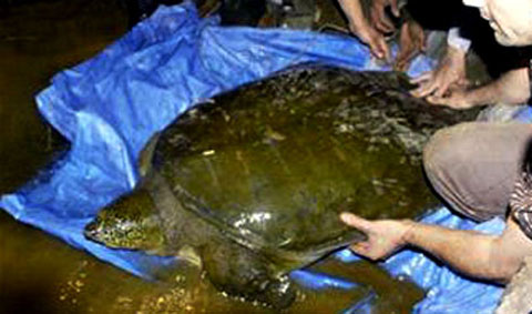 Picture 7 of The untold story about the turtle skeleton in Yen Bai and Hoa Binh
