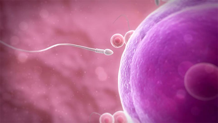 Picture 1 of The untold story of the sperm race: Stupid, comfortable, not as much as possible