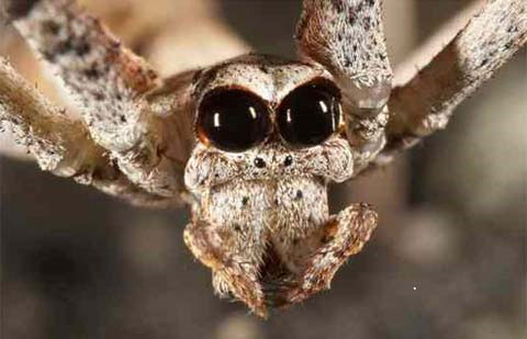 Picture 3 of The unusual eyes of animals (II)
