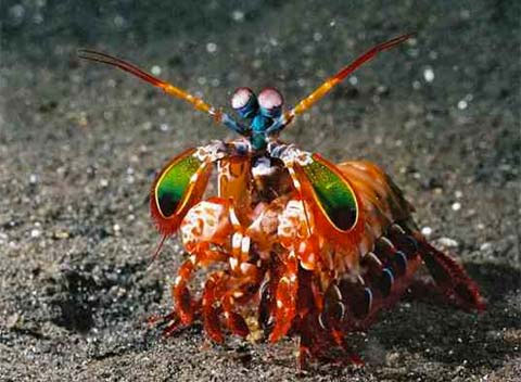 Picture 4 of The unusual eyes of animals (II)