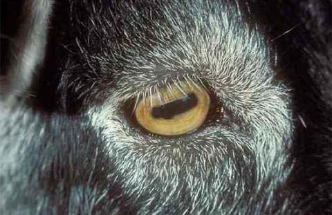 Picture 6 of The unusual eyes of animals (II)