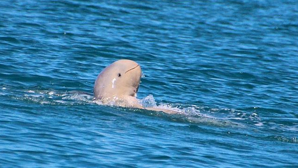 Picture 1 of The upturned nose dolphin smiles on the sea