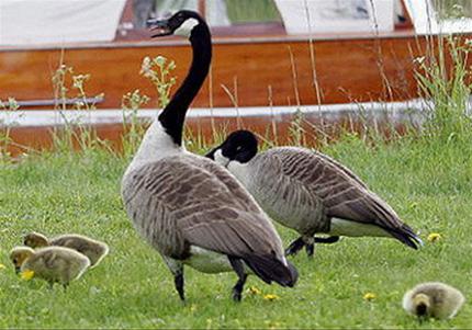 Picture 1 of The US and Japan banned imports of poultry from Canada
