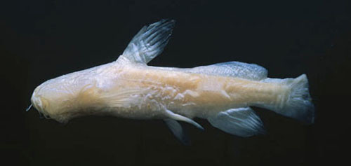 Picture 3 of The US discovered the pink fish does not have extremely rare eyes