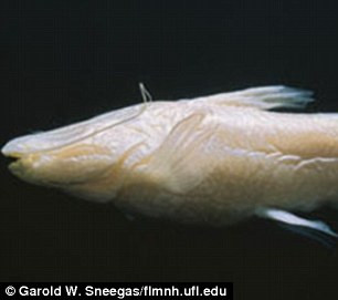 Picture 4 of The US discovered the pink fish does not have extremely rare eyes