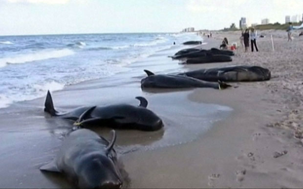 Picture 1 of The US investigated the 17 whales that died from ashore
