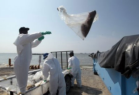 Picture 1 of The US oil spill plan failed
