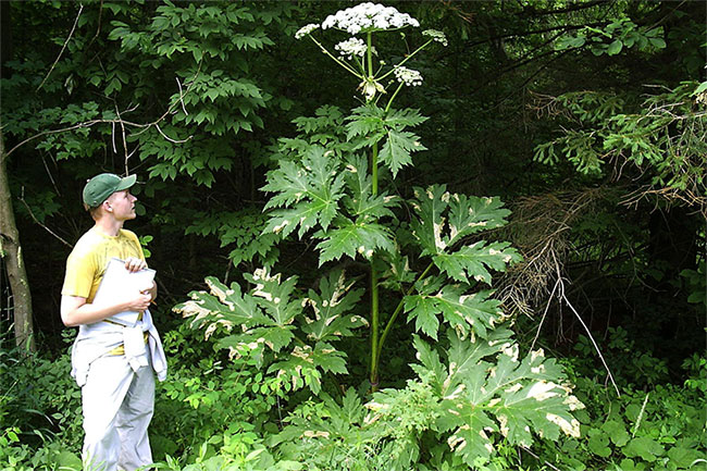 Picture 1 of The US warned of exotic plants, which could cause permanent blindness