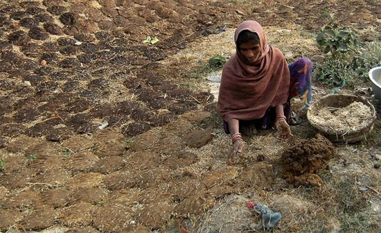 Picture 11 of The use of animal manure makes you fall back from shock